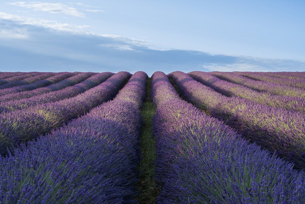 Lavender fields in Valensole, France at sunrise with vibrant purple hues.